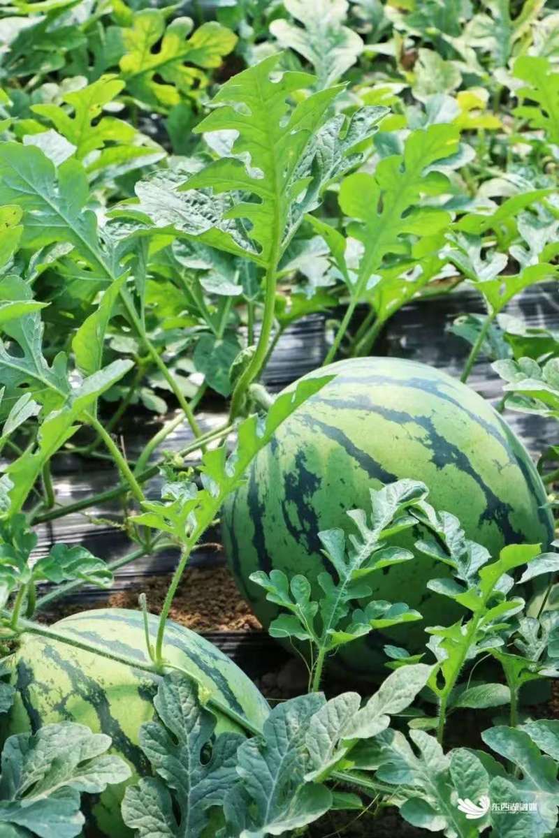 西瓜湖南怀化产地直发货源充足质量保证欢迎来电