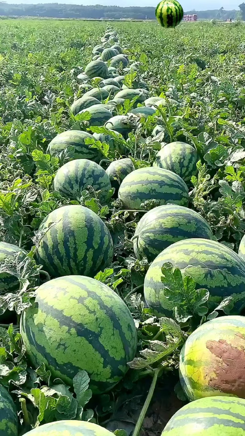 西瓜湖南怀化产地直发货源充足质量保证欢迎来电