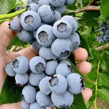 蓝莓精品蓝莓产地直发保质保量对接全国商超市场等