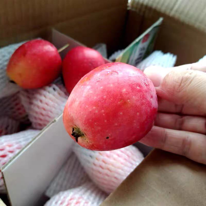 精品海棠果（鸡心果）东北吉林产地直发脆甜化渣新鲜饱满
