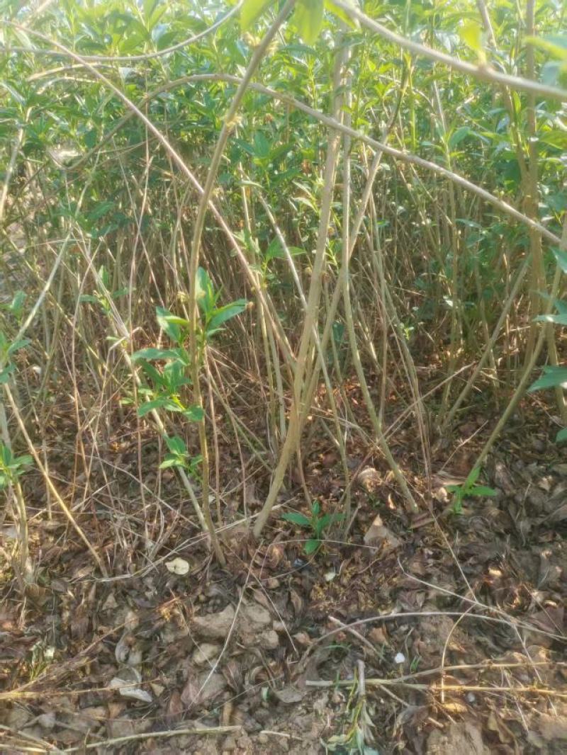 连翘苗精品连翘苗圃基地常年供应可视频看货价格实惠