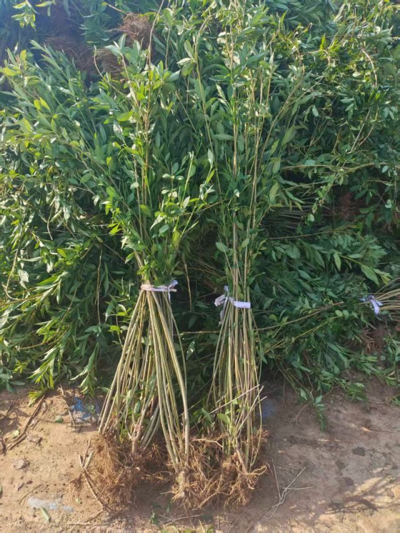 连翘苗精品连翘苗圃基地常年供应可视频看货价格实惠