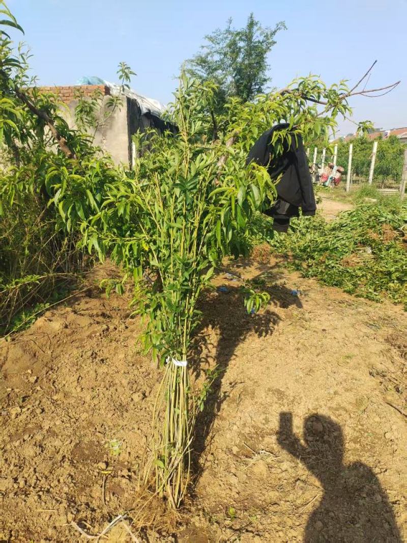连翘苗精品连翘苗圃基地常年供应可视频看货价格实惠