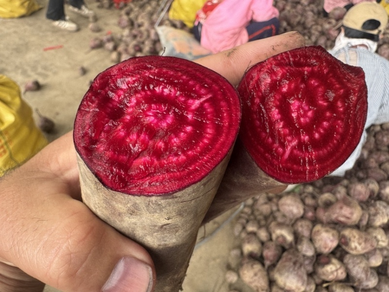 红甜菜甜菜头色素提取榨汁磨粉产地直发