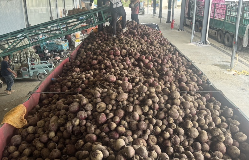 红甜菜甜菜头色素提取榨汁磨粉产地直发