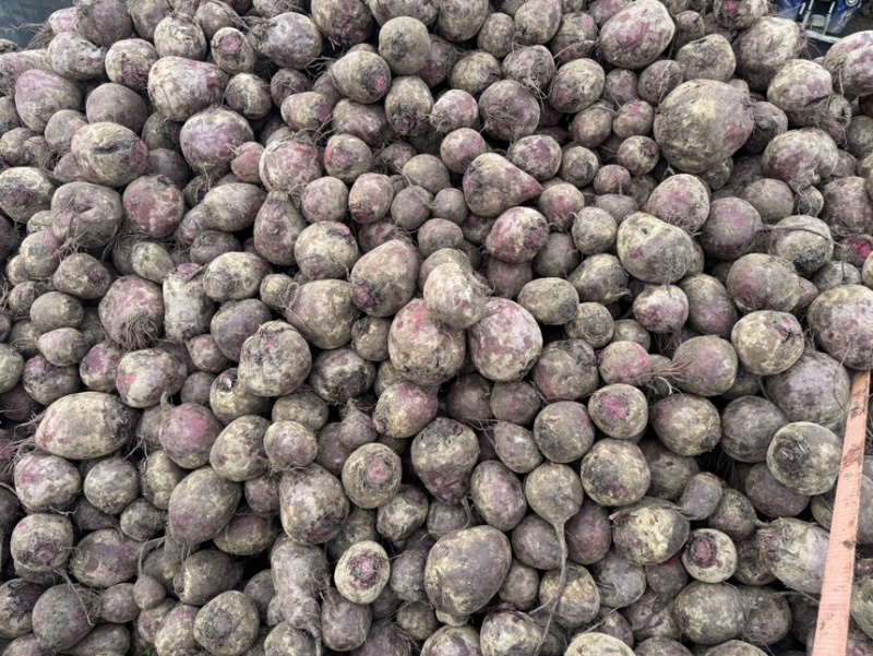 红甜菜甜菜头色素提取榨汁磨粉产地直发