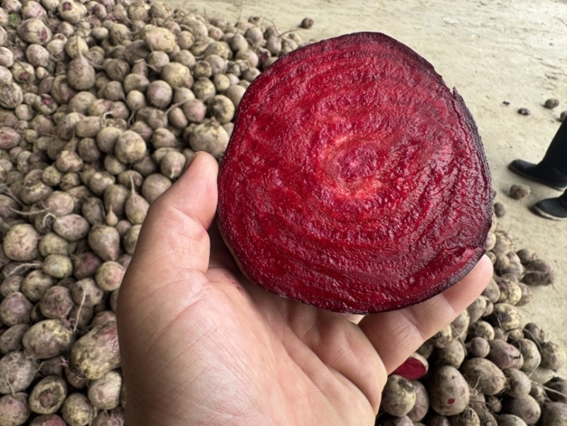 红甜菜甜菜头色素提取榨汁磨粉产地直发
