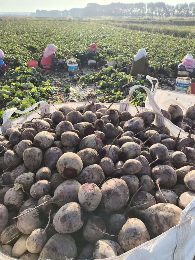 红甜菜甜菜头色素提取榨汁磨粉产地直发