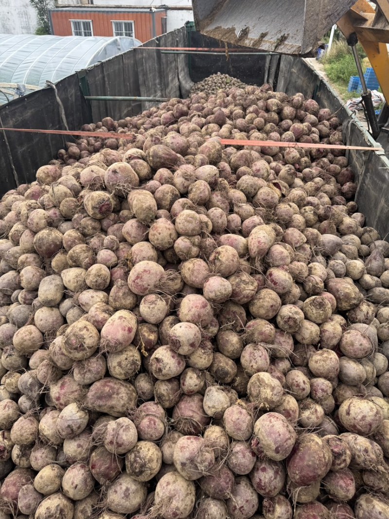 红甜菜甜菜头色素提取榨汁磨粉产地直发