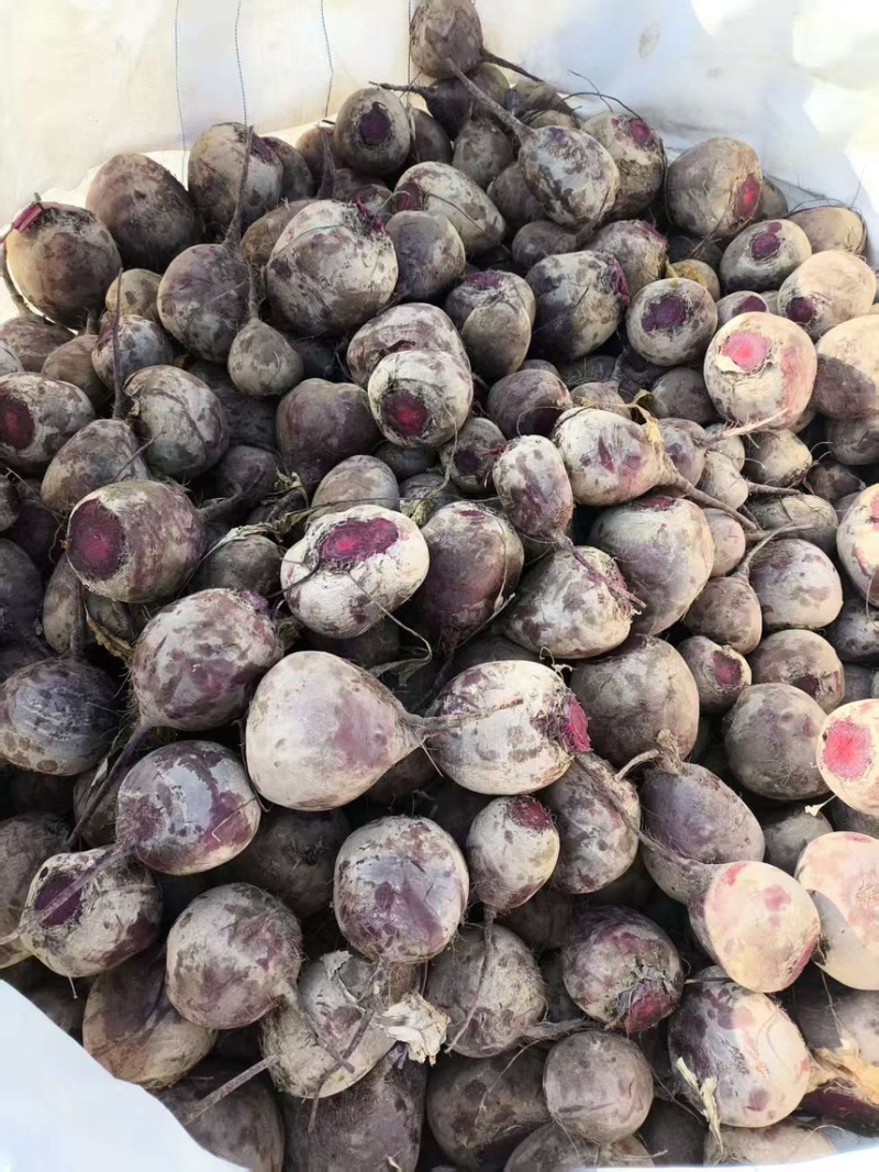 红甜菜甜菜头色素提取榨汁磨粉产地直发