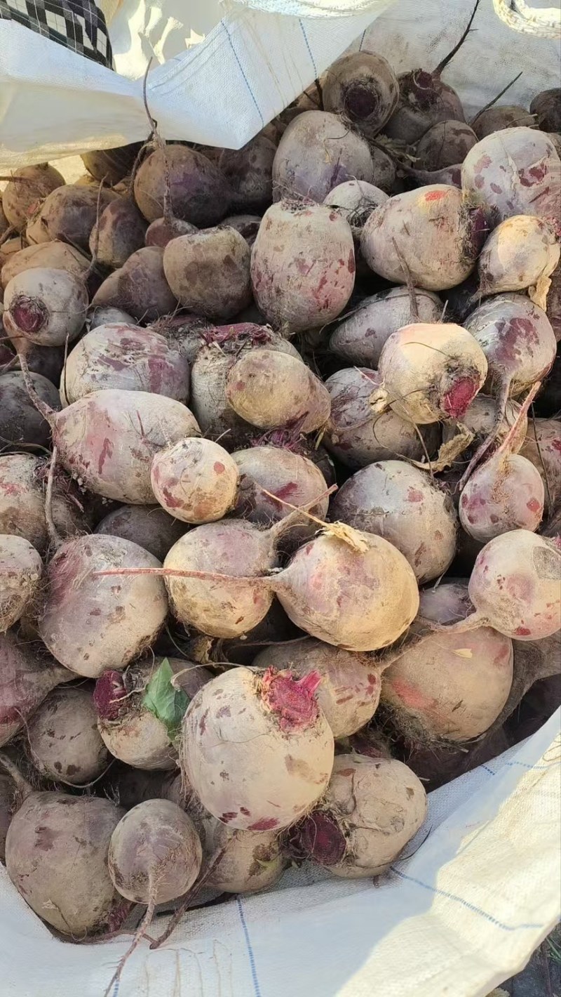 红甜菜甜菜头色素提取榨汁磨粉产地直发