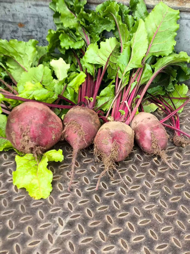 红甜菜甜菜头色素提取榨汁磨粉产地直发