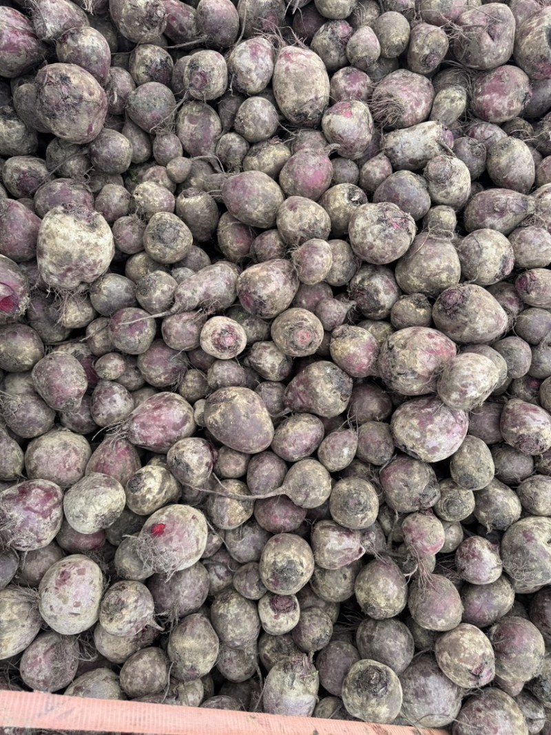 红甜菜甜菜头色素提取榨汁磨粉产地直发