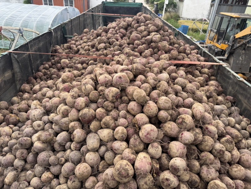 红甜菜甜菜头色素提取榨汁磨粉产地直发