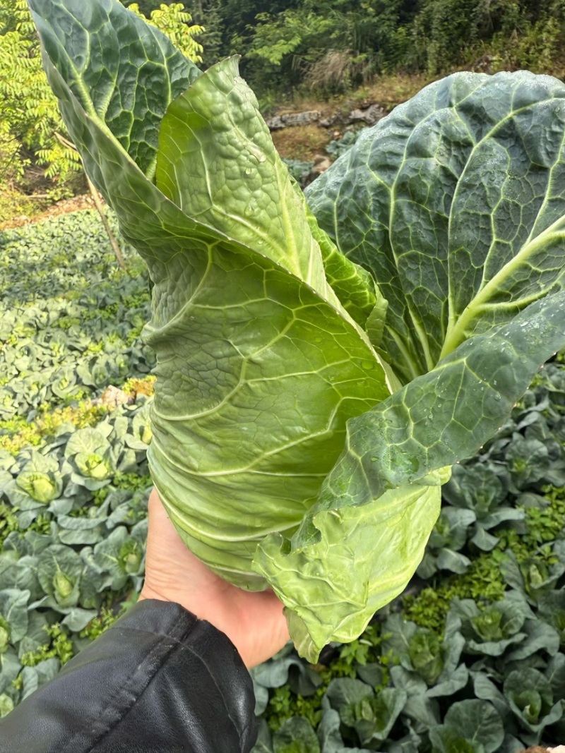 湖北利川牛心包菜新上市大量供应对接各大市场商超平台