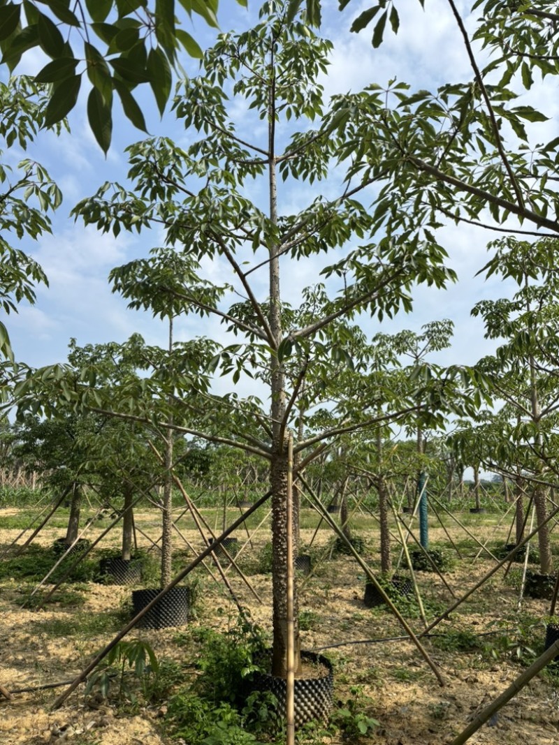本地木棉，红木棉，英雄树