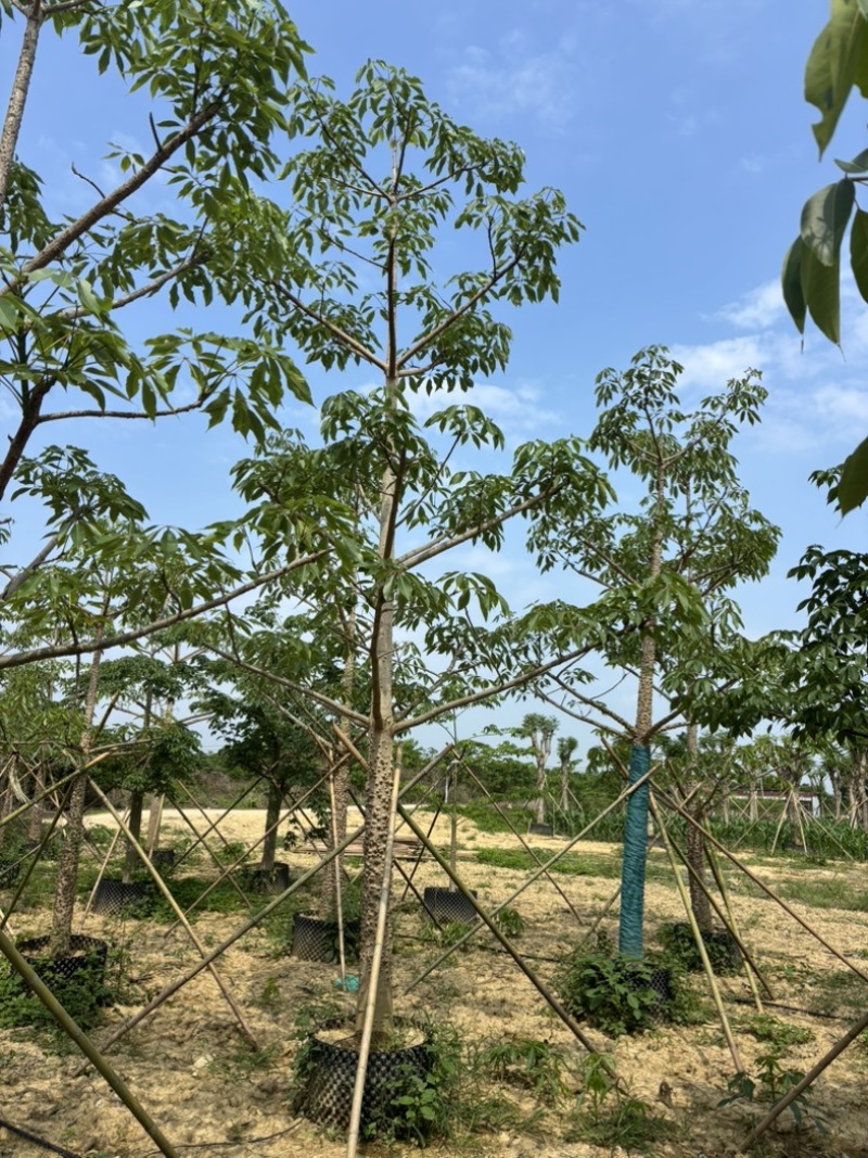 本地木棉，红木棉，英雄树