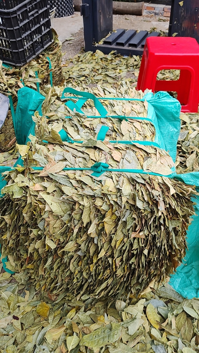 金花茶叶金花茶干叶防城港金花茶叶子大量供应金花茶叶