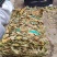 金花茶叶金花茶干叶防城港金花茶叶子大量供应金花茶叶