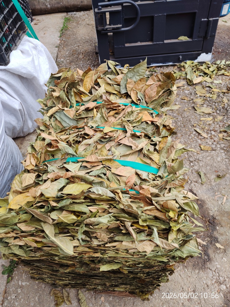 金花茶叶金花茶干叶防城港金花茶叶子大量供应金花茶叶