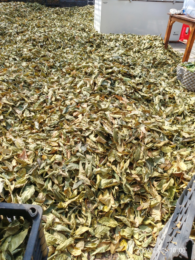 金花茶叶金花茶干叶防城港金花茶叶子大量供应金花茶叶
