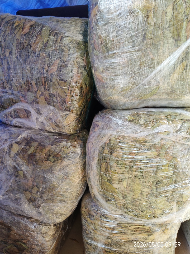 金花茶叶金花茶干叶防城港金花茶叶子大量供应金花茶叶