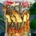 云南精品菌子