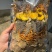 云南精品菌子