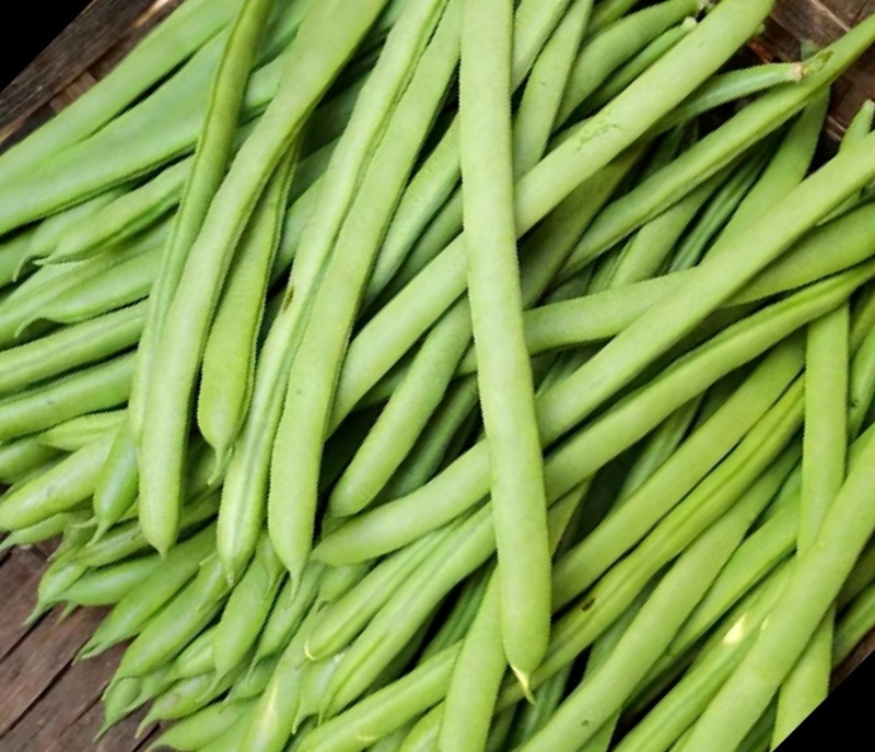 四季豆，架梅