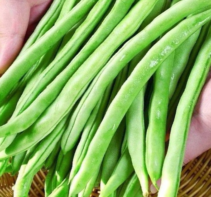 四季豆，架梅