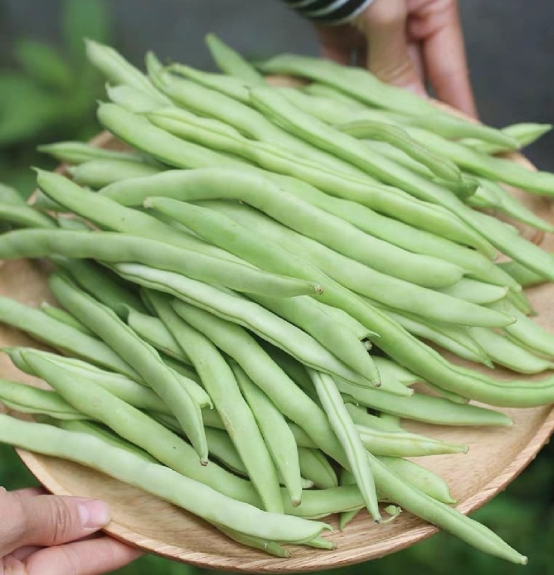 四季豆，架梅