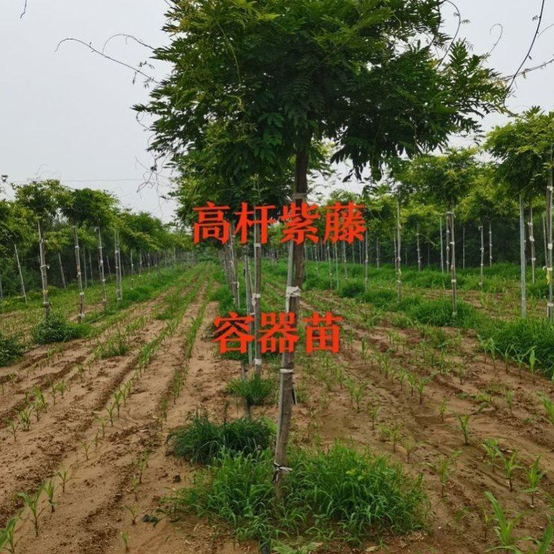 紫藤（容器苗）