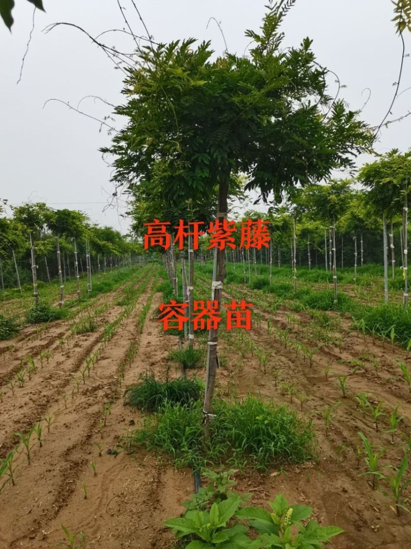 紫藤（容器苗）