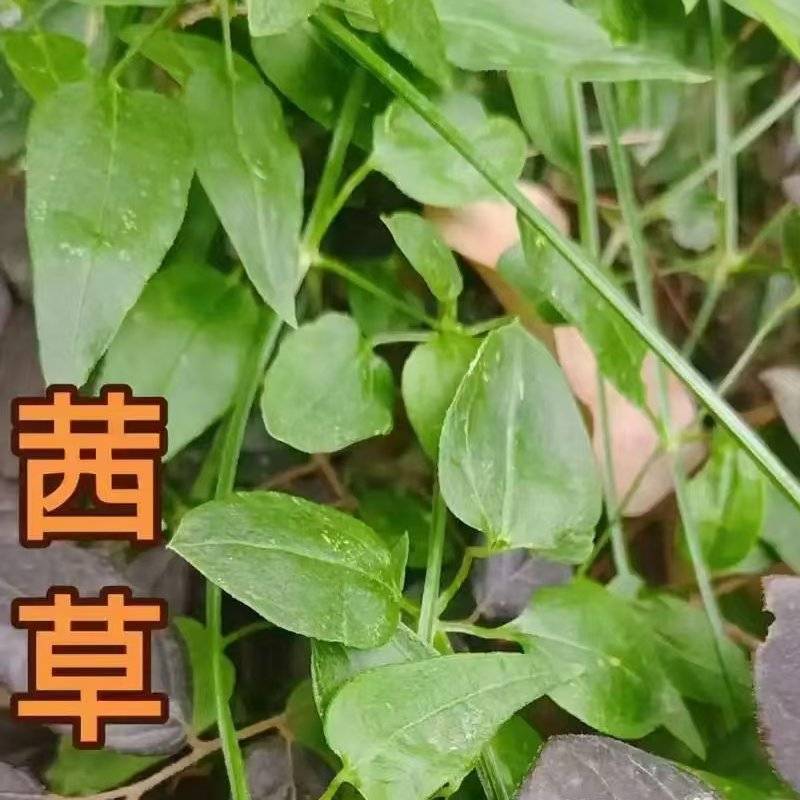 茜草种苗一年苗抗旱抗捞高产量高含量提供技术