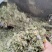 灯盏花正品云南灯盏花中药材灯盏花压片灯盏花
