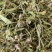 灯盏花正品云南灯盏花中药材灯盏花压片灯盏花