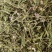 灯盏花正品云南灯盏花中药材灯盏花压片灯盏花
