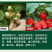 正品磷酸二氢钾优等品促花果膨果上色蔬菜果树