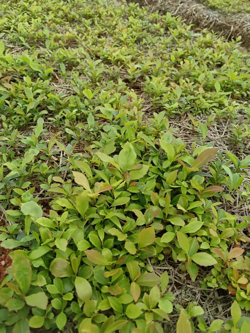 木荷芽苗，木荷幼苗，木荷装杯小苗，造林苗种苗，枫香芽苗