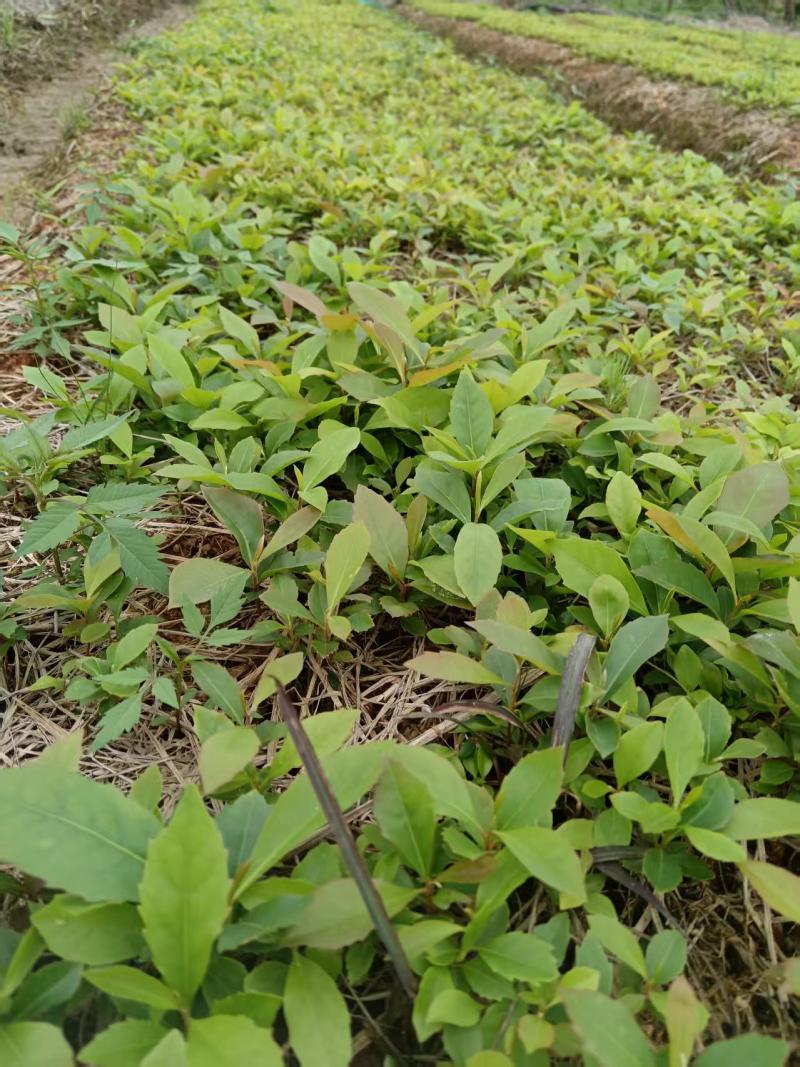 木荷芽苗，木荷幼苗，木荷装杯小苗，造林苗种苗，枫香芽苗