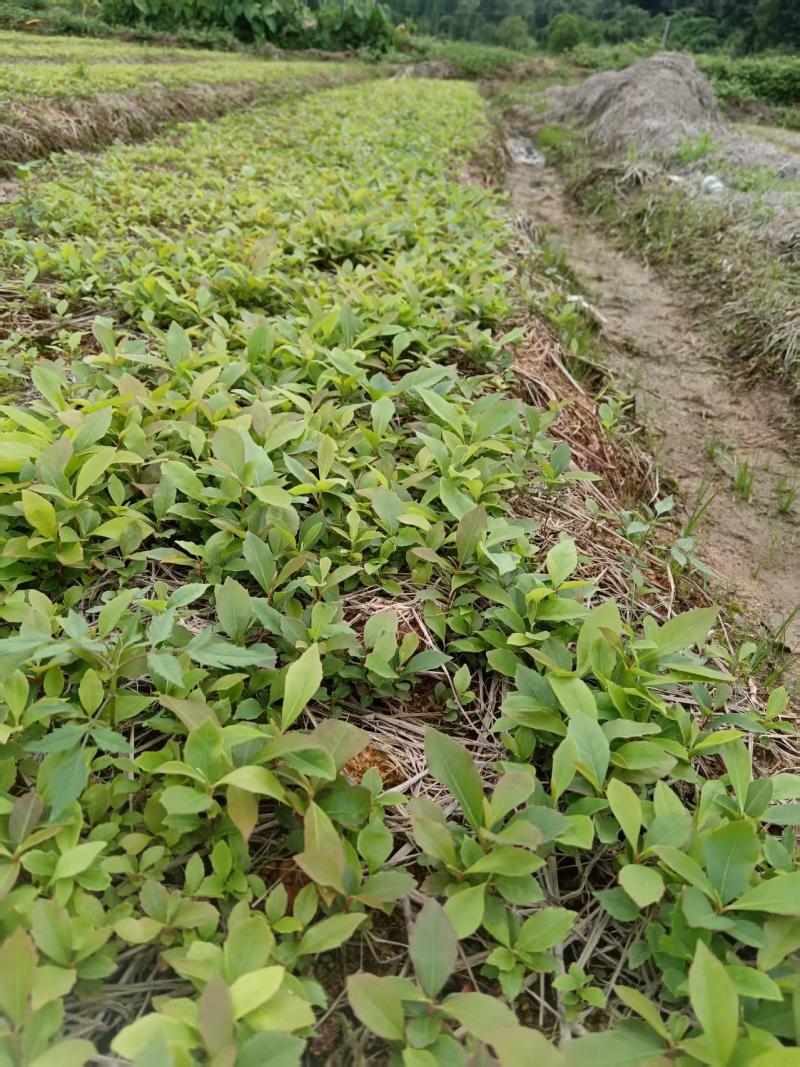 木荷芽苗，木荷幼苗，木荷装杯小苗，造林苗种苗，枫香芽苗