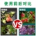 【正品】科蓓花满藤枝硼肥促花果水溶性叶面肥料花多果亮