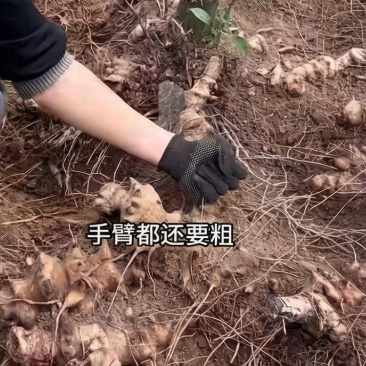贵州菝葜，金刚藤