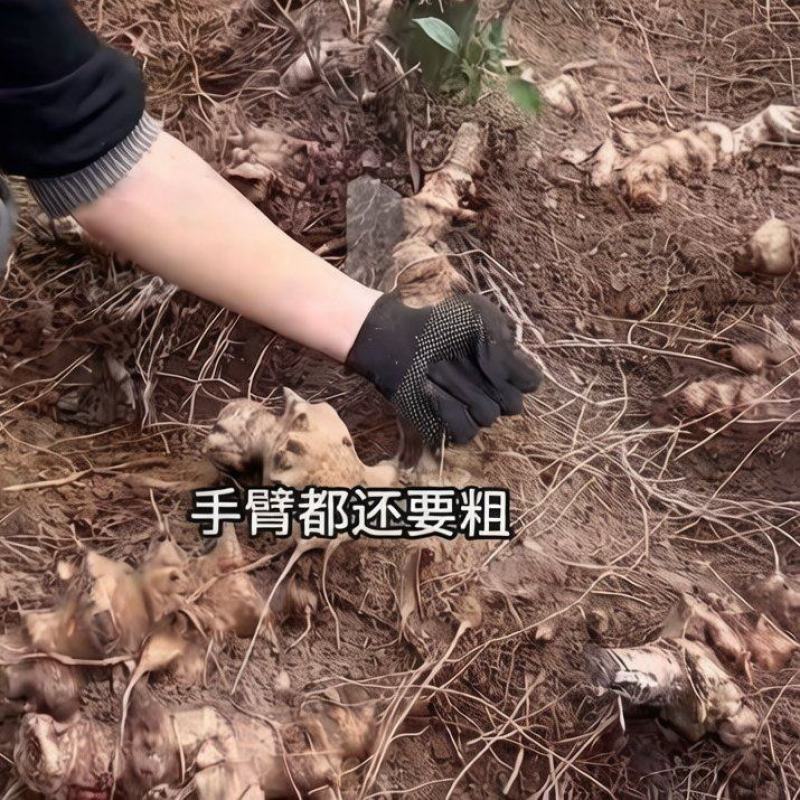 贵州菝葜，金刚藤