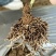 【正品原厂】沃根多生根微生物菌剂调理土壤防根腐
