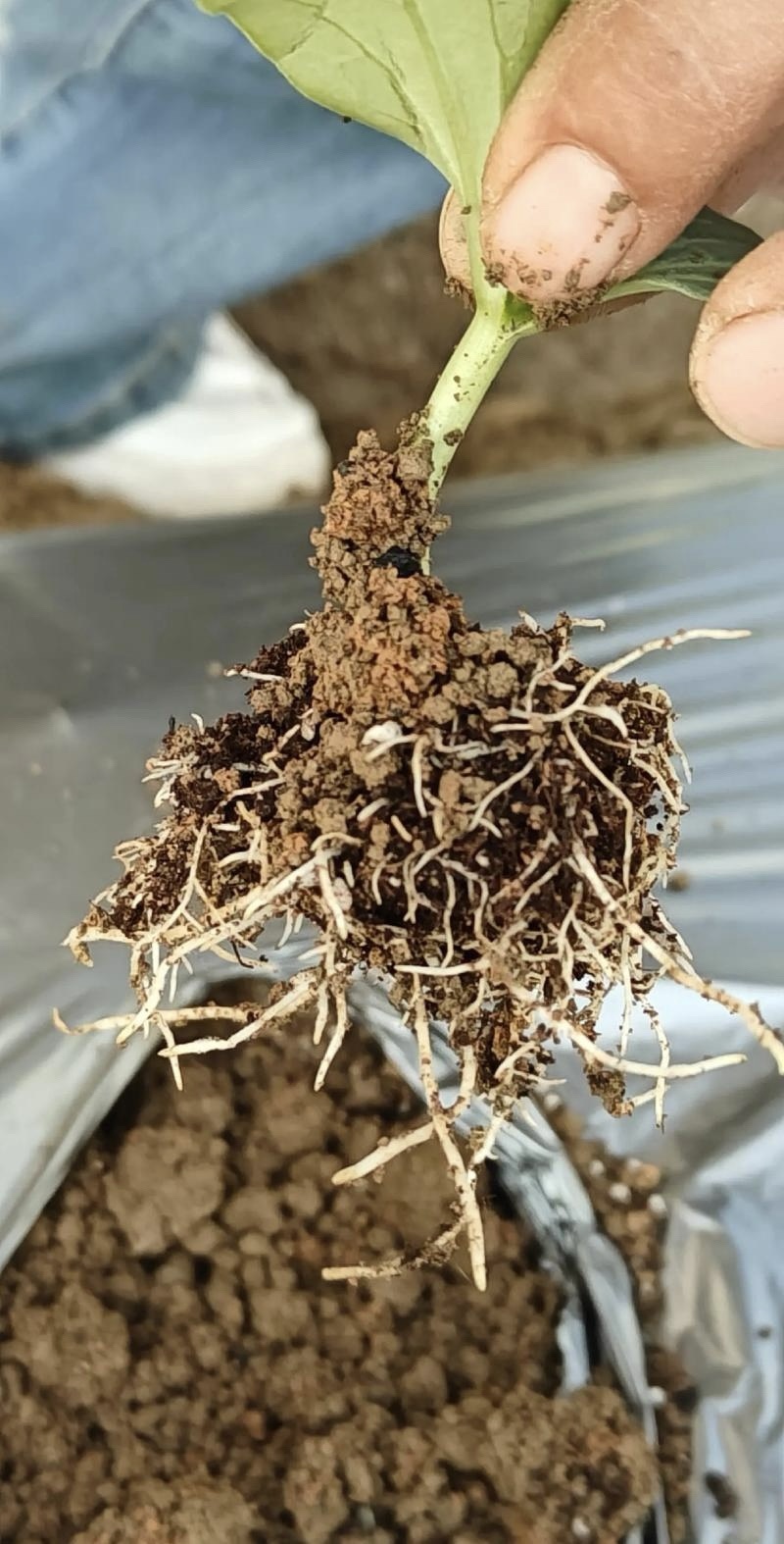 【正品原厂】沃根多生根微生物菌剂调理土壤防根腐