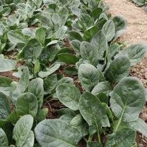 波斯特绿道315耐热菠菜种子40克深油绿色大半圆叶菠菜种