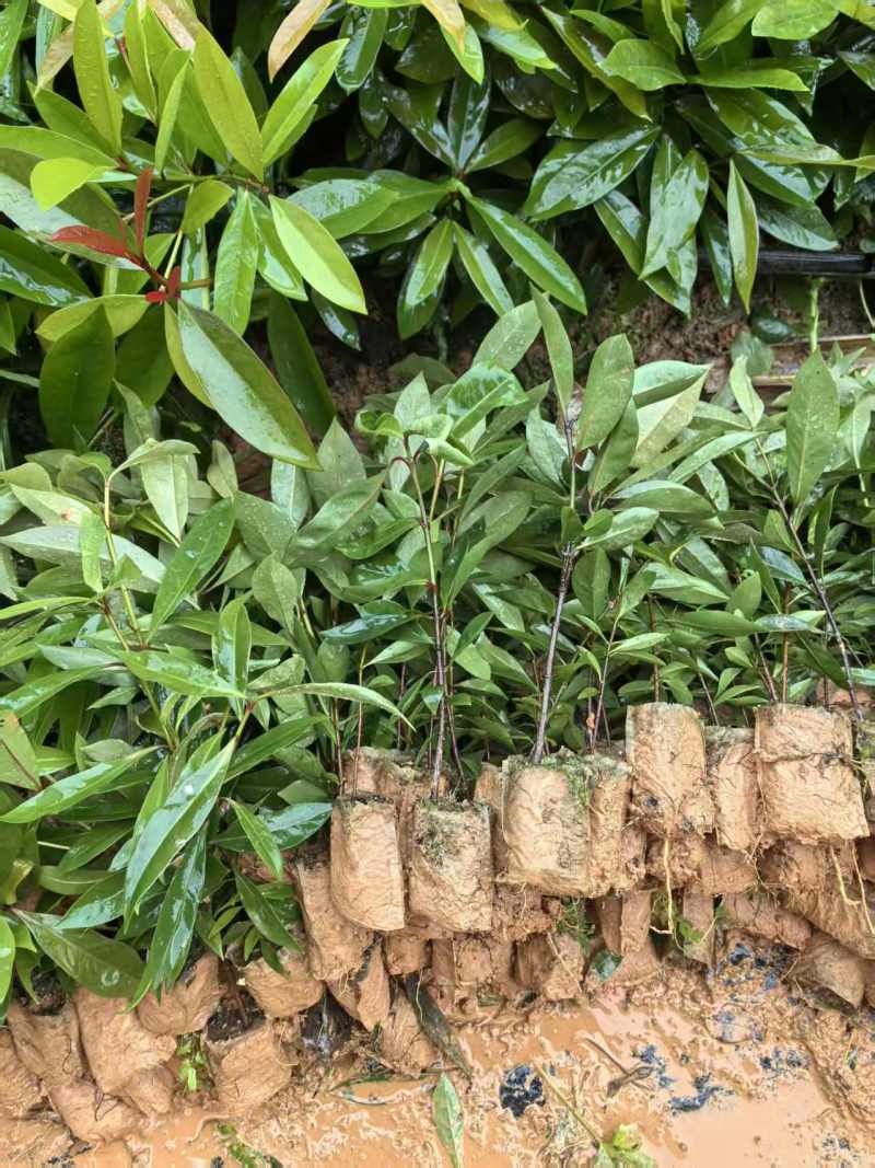 广西灵山岭南山竹树苗罗蒙树耐寒易活基地直发包成活