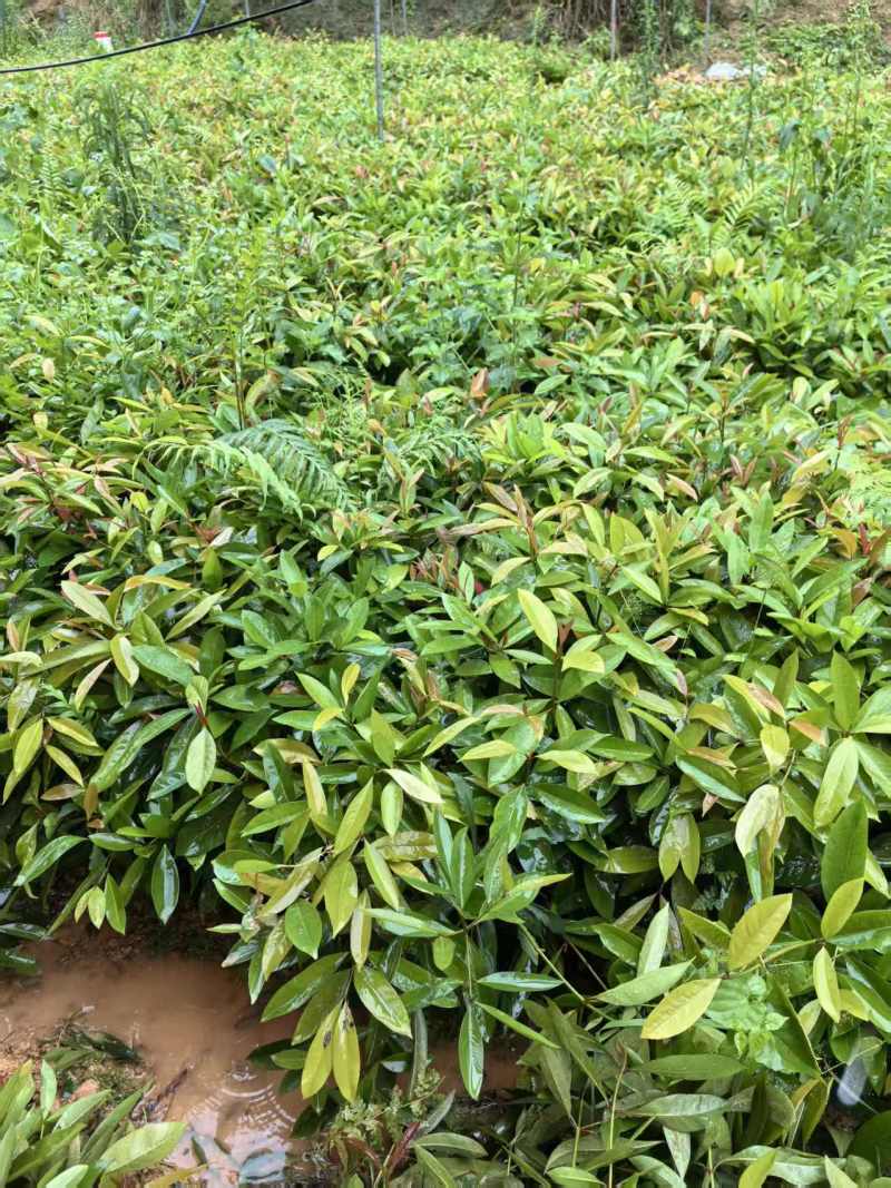 广西灵山岭南山竹树苗罗蒙树耐寒易活基地直发包成活