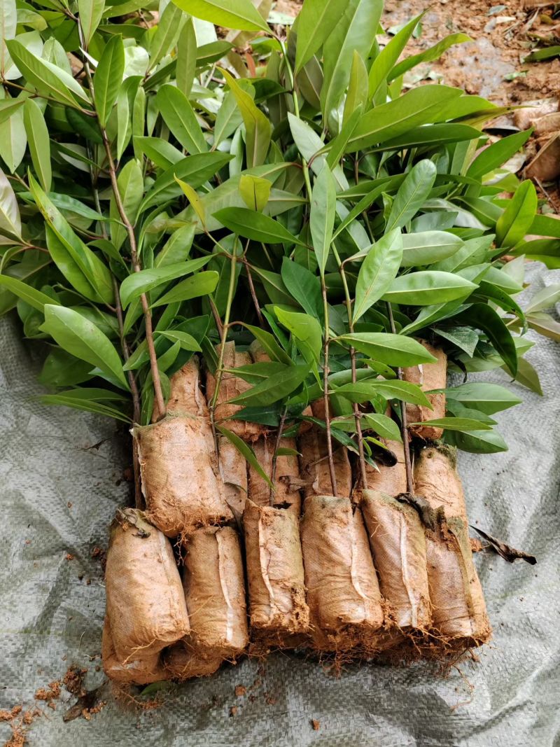 广西灵山岭南山竹树苗罗蒙树耐寒易活基地直发包成活